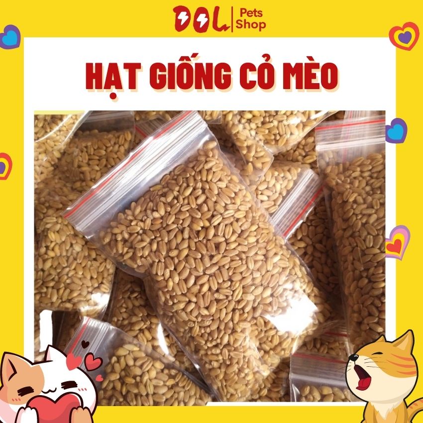 Hạt giống cỏ mèo loại cao cấp