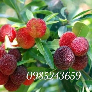 Cây thanh mai combo 2 giống.