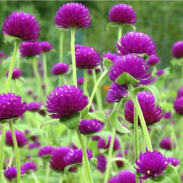 [Gói 150 hạt] Hạt Giống Hoa Bách Nhật Tím F1 Loại Siêu Dễ Trồng, Hoa Nở Đẹp Tặng kèm Hướng Dẫn Trồng