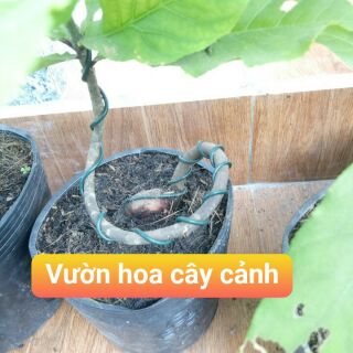 Chậu Lộc vừng bonsai mini