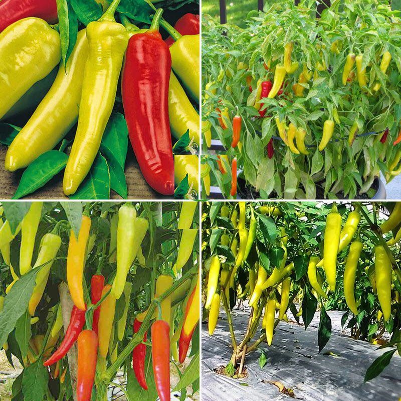 HẠT ỚT LAI F1 SỪNG VÀNG CHÂU PHI - GÓI 0,5 GRAM