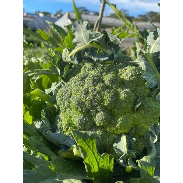 Bông cải xanh Đà Lạt 1 cây