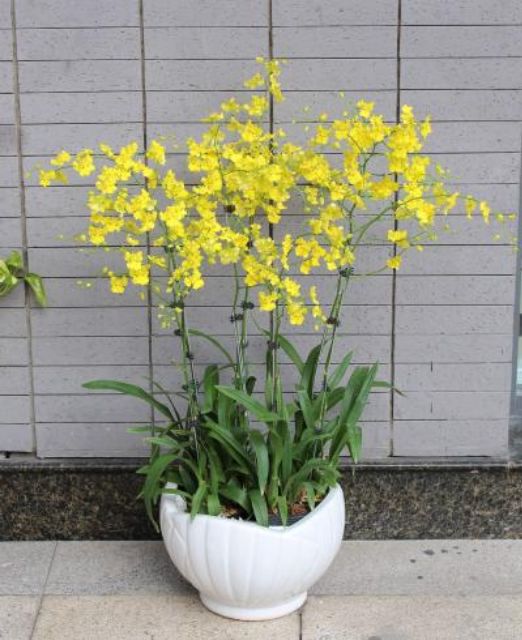 Vũ nữ vàng cây bụi lùm trưởng thành