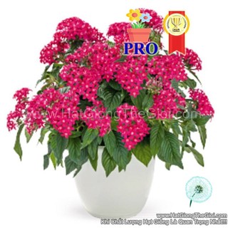 25h Hạt Giống Hoa Diễm Châu Graffiti 20/20 Hồng Lazer (| -KD: B36*X66)