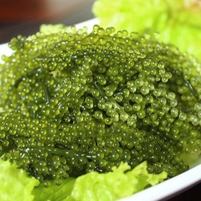 Rong nho Sabudo - 1 gói dùng thử 20g - có tặng kèm 1 gói nước sốt mè rang 15ml | BigBuy360 - bigbuy360.vn