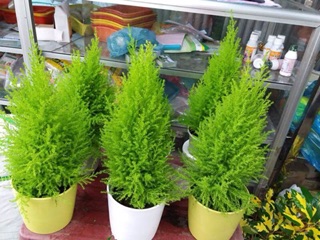 Hạt giống Cây Tùng thơm