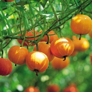 Hạt giống Bí Ngô tí hon, bí ngô mini 10 hạt - HGT