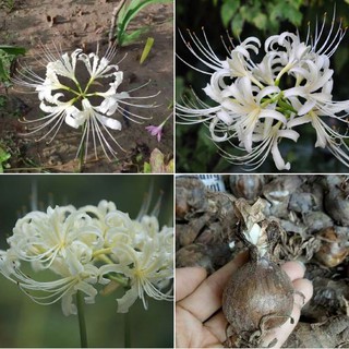 Củ giống hoa bỉ ngạn hoa màu trắng - 1 củ kèm viên nén ươm củ
