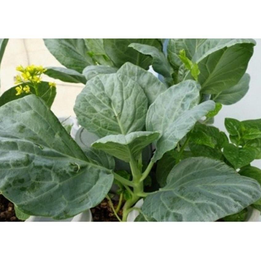 Hạt cải rổ - gói 5 gram