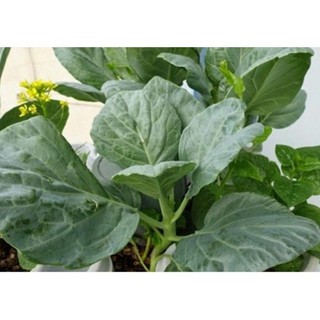 Hạt cải rổ - gói 5 gram