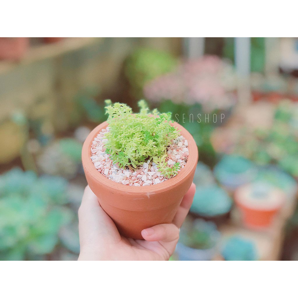 Chậu đất nung 7 cm