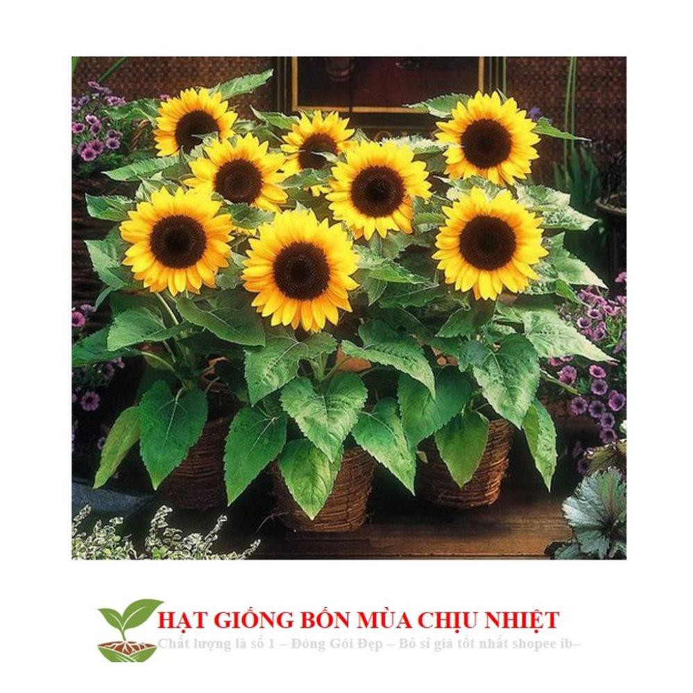 Hạt Giống Hoa Hướng Dương Lùn  ĐẾN MÙA TRỒNG TẾT
