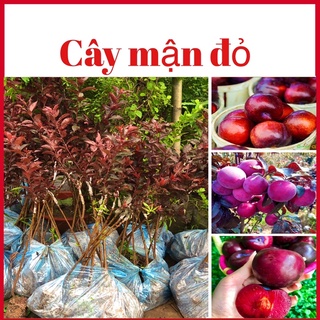 Cây mận đỏ nhập khẩu ( lá đỏ quả đỏ) cao 70-80 cm
