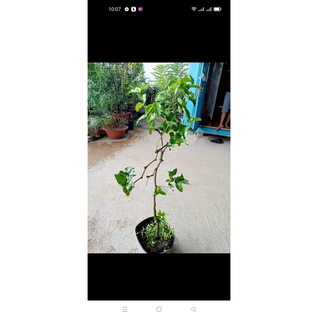 Cây táo tàu hồ lô - hồng táo hồ lô  đang hoa sắp trái cây cao 90-100cm - ship toàn quốc