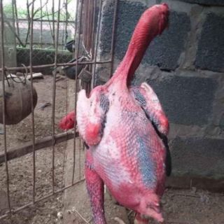 Kích lông Ưu Việt