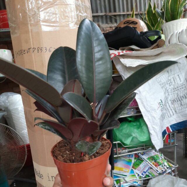 Cây đa búp đỏ ( chậu 3 cây )