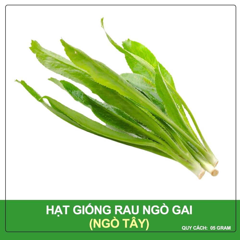 Hạt Giống Ngò Gai Mùi Tàu PN (5gr) - AN AN SAIGON