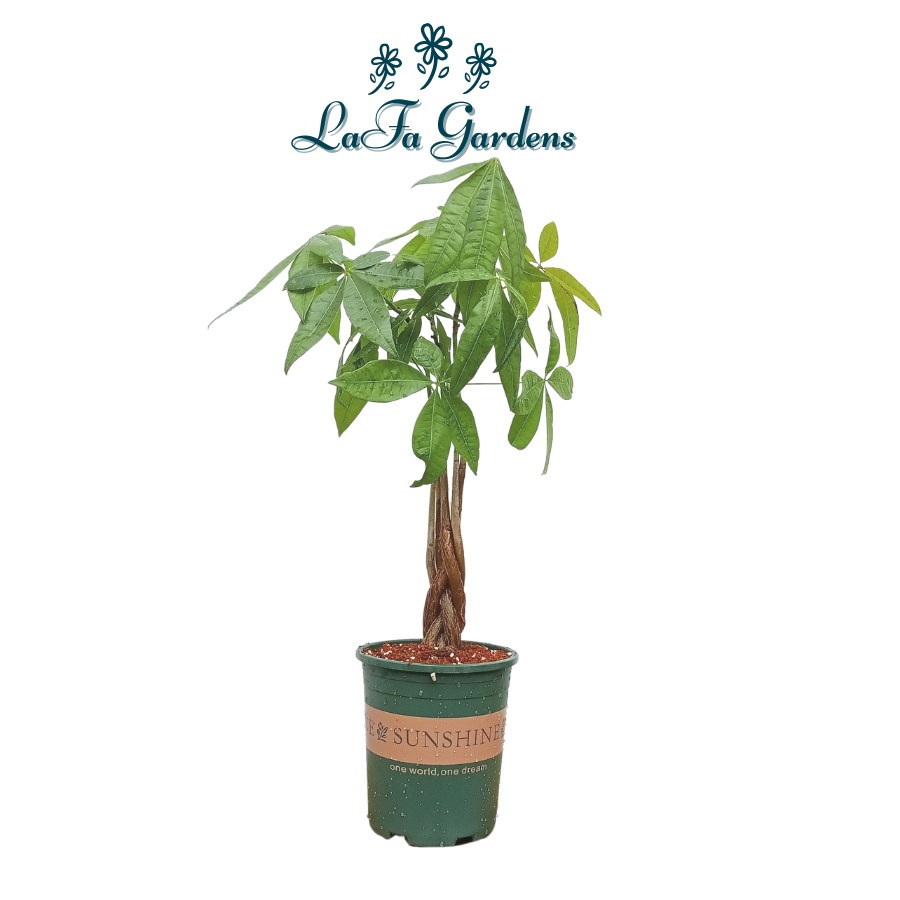 Chậu cây trồng trong nhà LAFA GARDEN, Cây xanh trang trí nội thất, bàn làm việc