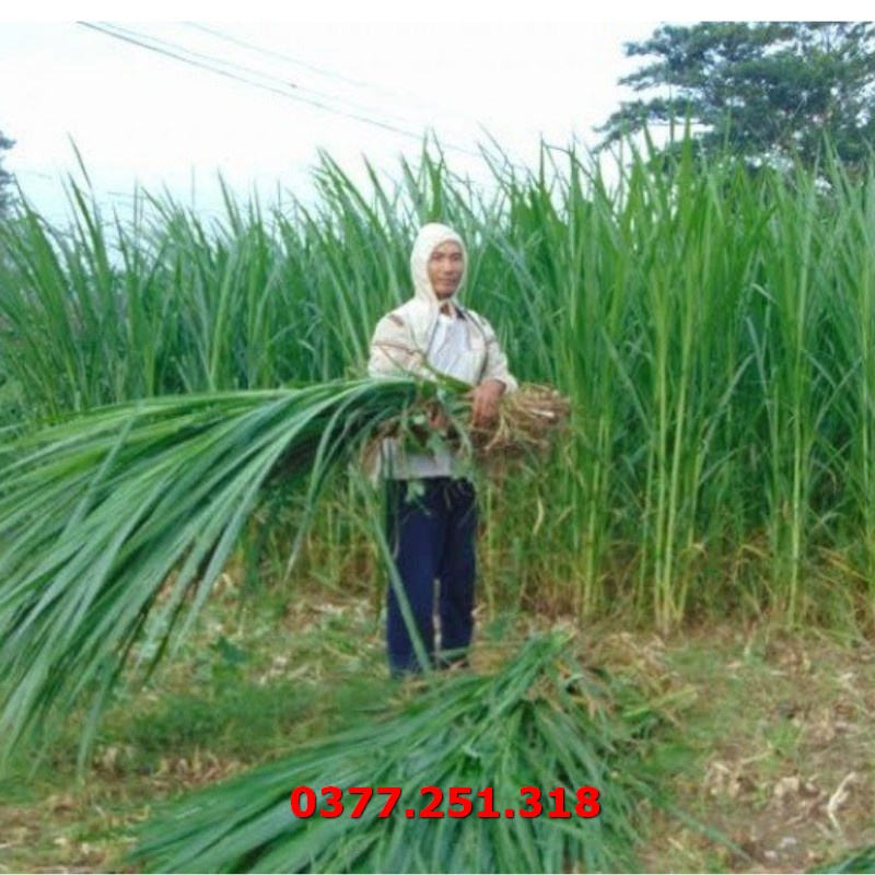 Hạt Giống Cỏ Voi Lai Không Lông Lá Mềm Năng Suất Cao Gói 500g - Cỏ Cao Lương, Cỏ Chăn Nuôi Trâu, Bò, Dê, Ngựa