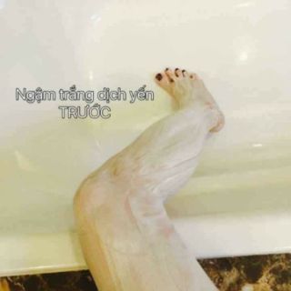 NGẬM TRẮNG DỊCH YẾN TƯƠI