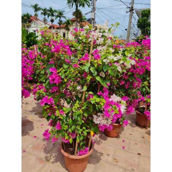 Chế phẩm bật mầm hoa chuyên dùng cho cây Hoa Giấy