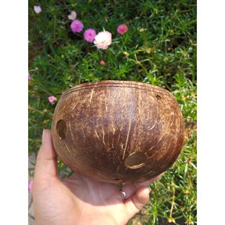 Gáo dừa trồng lan, hoa