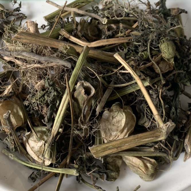 Cây Tầm Bóp 1kg (Thù Lù, Lồng Đèn, Bôm Bốp) Hỗ Trợ Tiểu Đường, Tầm Bóp Khô Đóng Gói Sạch Sẽ