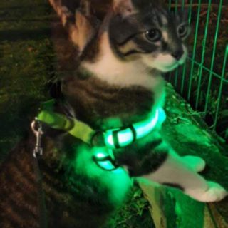 [ORDER]  ĐAI YẾM LED CHO CHÓ MÈO