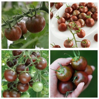 3h - HẠT GIỐNG CÀ CHUA CHOCOLA