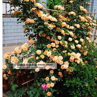 Hạt giống hoa hồng leo màu cam ( bán lẻ )