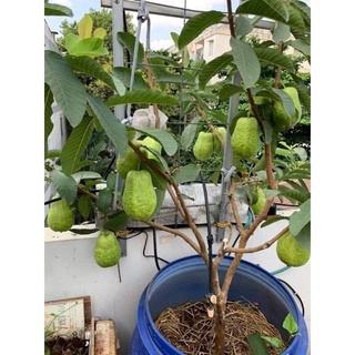 Cây giống ổi lê lùn trồng chậu