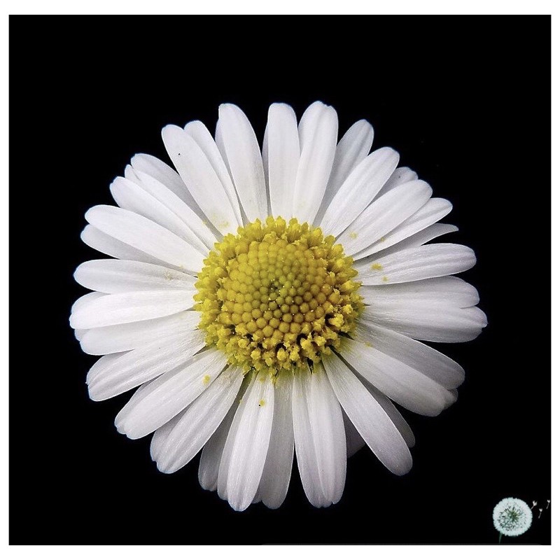 Hạt Giống Hoa Cúc Anh Bellis Siêu Lùn | SL: 50 HẠT