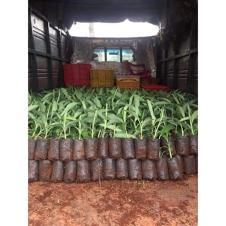 cây chuối cảnh 💥💥 mini siêu đẹp để bàn