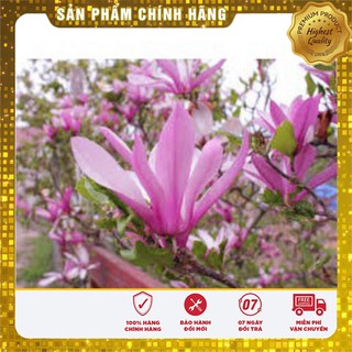 HẠT GIỐNG HOA MỘC LAN LUCKY SEEDS (3 hạt  )