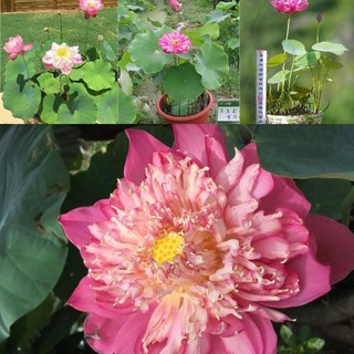 2kg Hạt giống hoa sen