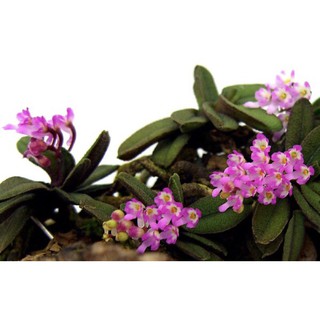 Lan trứng bướm quý hiếm