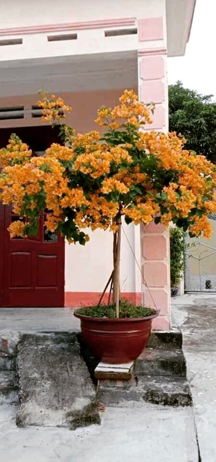 Cây Hoa giấy vàng cam