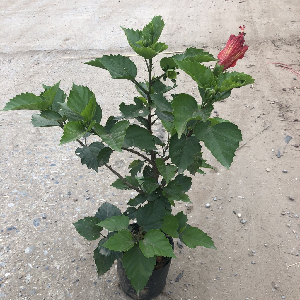 Cây dâm bụt thái hoa đỏ, chiều cao 30-35cm thân gốc to cây tán sum suê đẹp thích hợp trang trí sân vườn