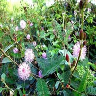 Hạt giống hoa MIMOSA ( cây trinh nữ)- 10 hạt