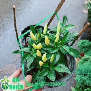 Bụi Ớt Vàng