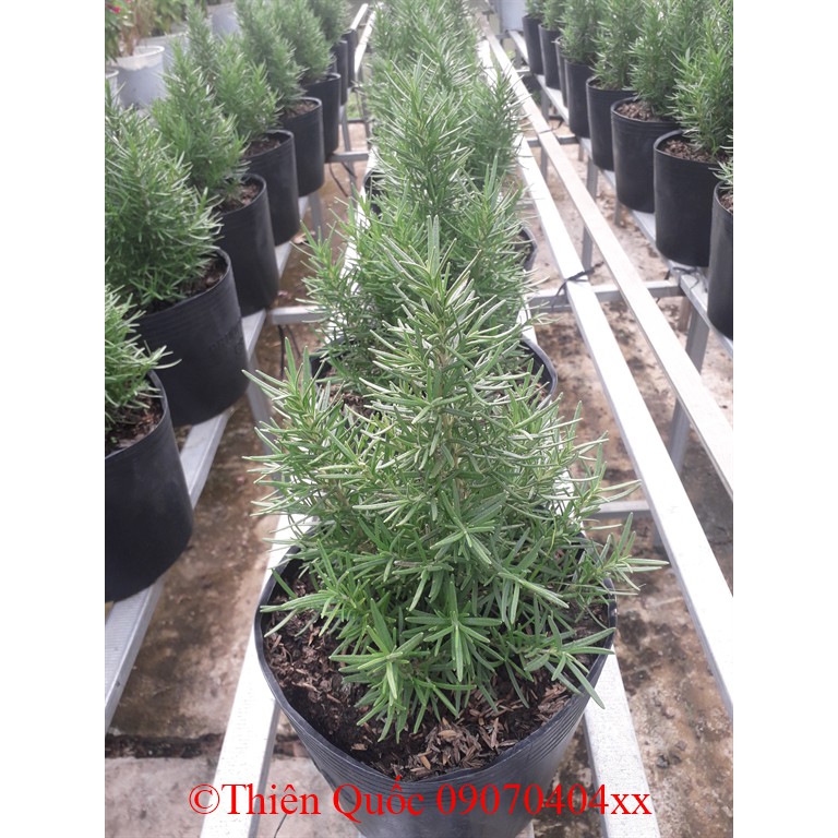 HoakiểngThiênQuốc - cây hương thảo  - tặng phân tăng trưởng