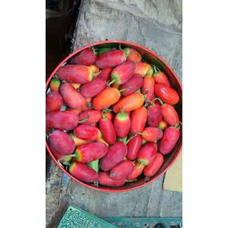 50 hạt cây bình bát dây (50 hạt để trong túi zip)