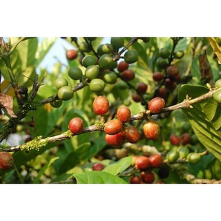 1KG CAFE RANG MỘC ARABICA ( hạt nguyên)