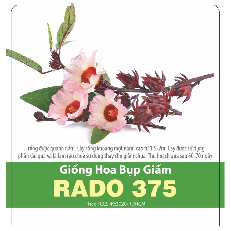 Hạt Giống Bụt Giấm 375