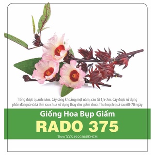 Hạt giống bụt giấm 375