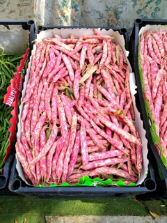 Hạt giống Đậu ý Shelli leo giàn