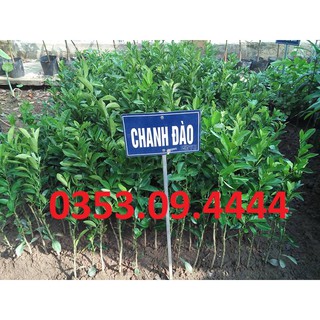 Cây Giống Chanh Đào Chuẩn ĐH Nông Nghiệp 1