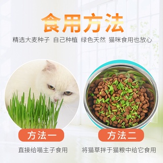 BỘ KIT TRỒNG CỎ CHO MÈO - HẠT LÚA MẠCH
