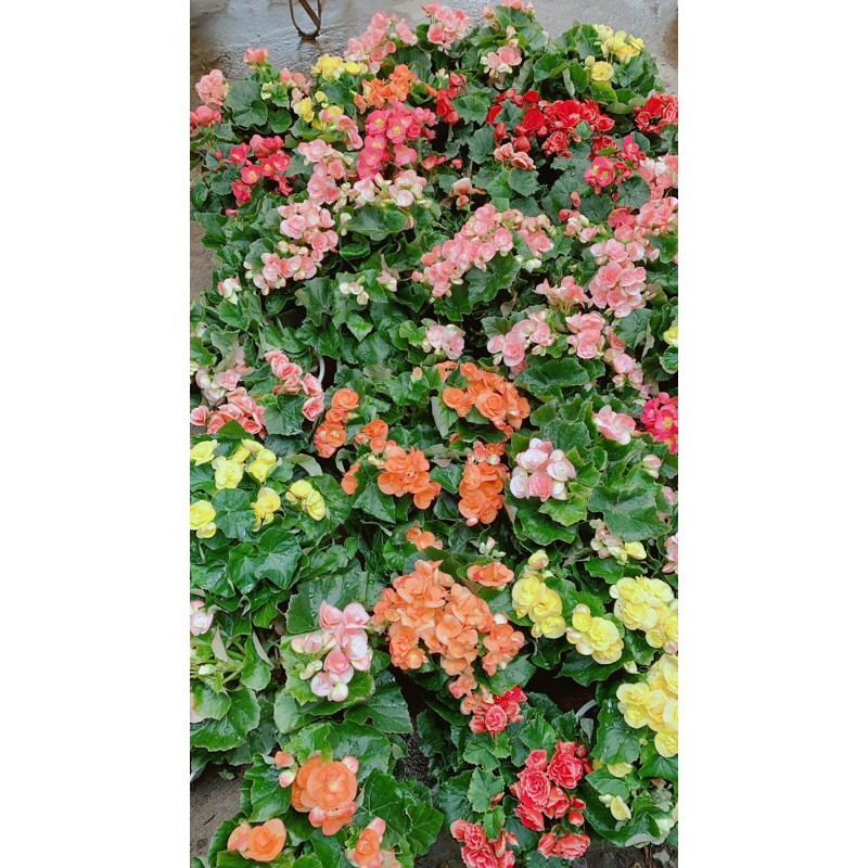 Hoa Thu Hải Đường