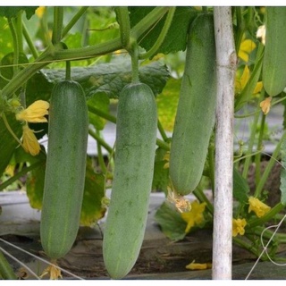 Hạt Giống Dưa Chuột Nếp Ta - 10 Hạt